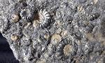 Promicroceras sp. SPATH 1925, Cymbites sp. (NEUMAYR 1878) & ?Gagaticeras sp. BUCKMANN1913 - Bild © FossNet FossilienStore